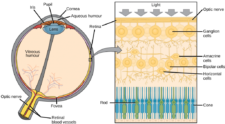 17.5 Vision – Concepts of Biology – 1st Canadian Edition