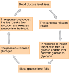 18.3 Regulation of Body Processes – Concepts of Biology – 1st Canadian ...