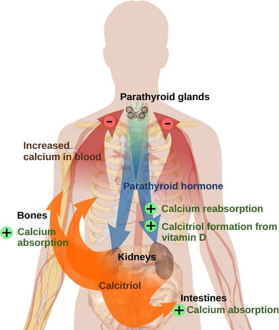Figure 37.12.  Parathyroid hormone (PTH) is released in response to low blood calcium levels. It increases blood calcium levels by targeting the skeleton, the kidneys, and the intestine. (credit: modification of work by Mikael Häggström)