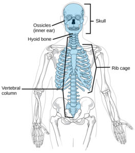 19.1 Types of Skeletal Systems – Concepts of Biology – 1st Canadian Edition