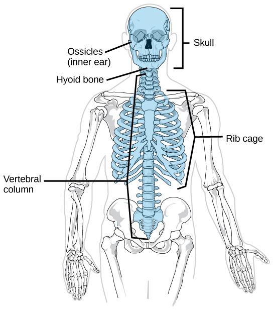Figure 38.5.  The axial skeleton consists of the bones of the skull, ossicles of the middle ear, hyoid bone, vertebral column, and rib cage. (credit: modification of work by Mariana Ruiz Villareal)