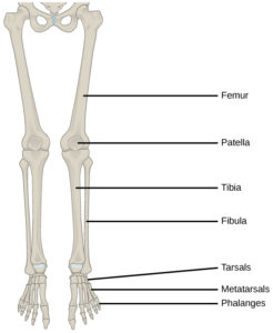 19.1 Types of Skeletal Systems – Concepts of Biology – 1st Canadian Edition