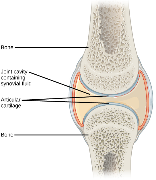 Figure 38.25.  Synovial joints are the only joints that have a space or “synovial cavity” in the joint.