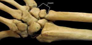 19.3 Joints and Skeletal Movement – Concepts of Biology – 1st Canadian ...