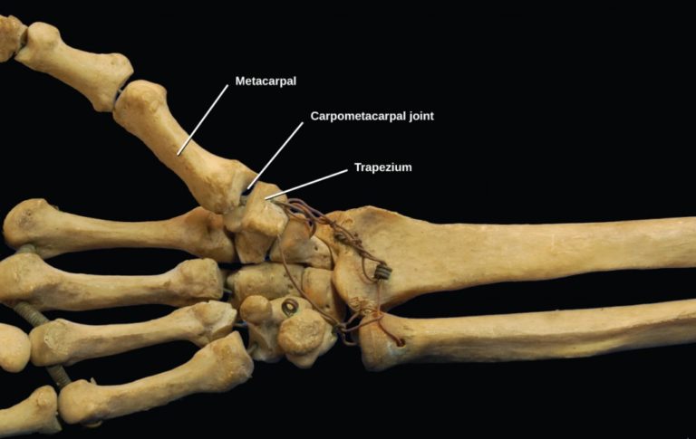 ankle-anatomy-how-it-works