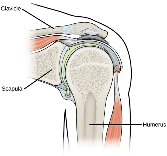 Figure 38.32.  The shoulder joint is an example of a ball-and-socket joint.