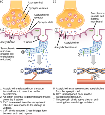 19.4 Muscle Contraction and Locomotion – Concepts of Biology – 1st ...