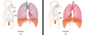 20.3 Breathing – Concepts of Biology – 1st Canadian Edition