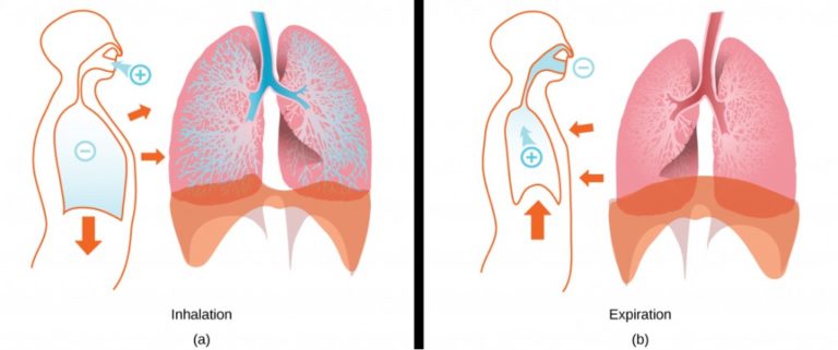 increase in dead space volume in lungs