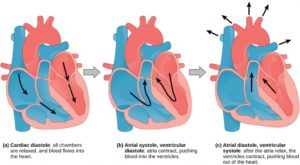 21.3. Mammalian Heart and Blood Vessels – Concepts of Biology – 1st ...