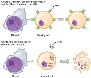 23.2. Adaptive Immune Response – Concepts of Biology – 1st Canadian Edition