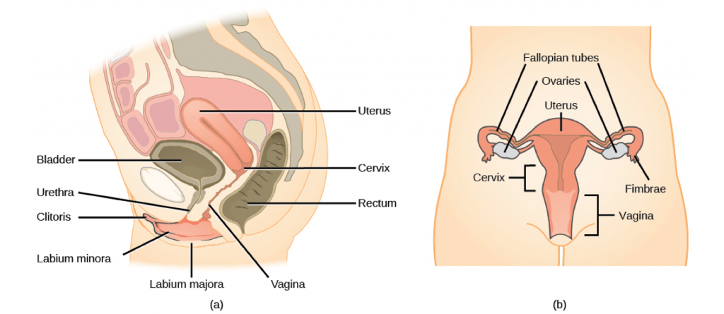 A number of female reproductive structures are exterior to the body. These include the breasts and the vulva, which consists of the mons pubis, clitoris, labia majora, labia minora, and the vestibular glands (Figure 13.13; Table 13.2).