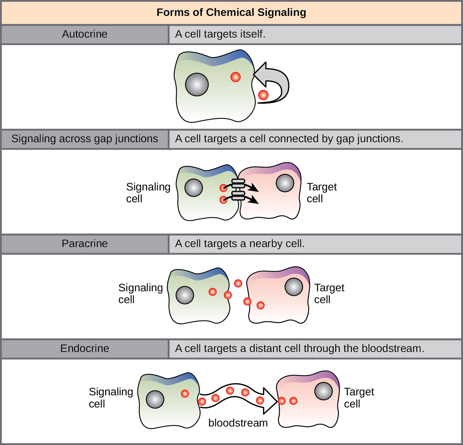 The illustration shows four forms of chemical signaling. In autocrine signaling, a cell targets itself. In signaling across a gap junction, a cell targets a cell connected via gap junctions. In paracrine signaling, a cell targets a nearby cell. In endocrine signaling, a cell targets a distant cell via the bloodstream