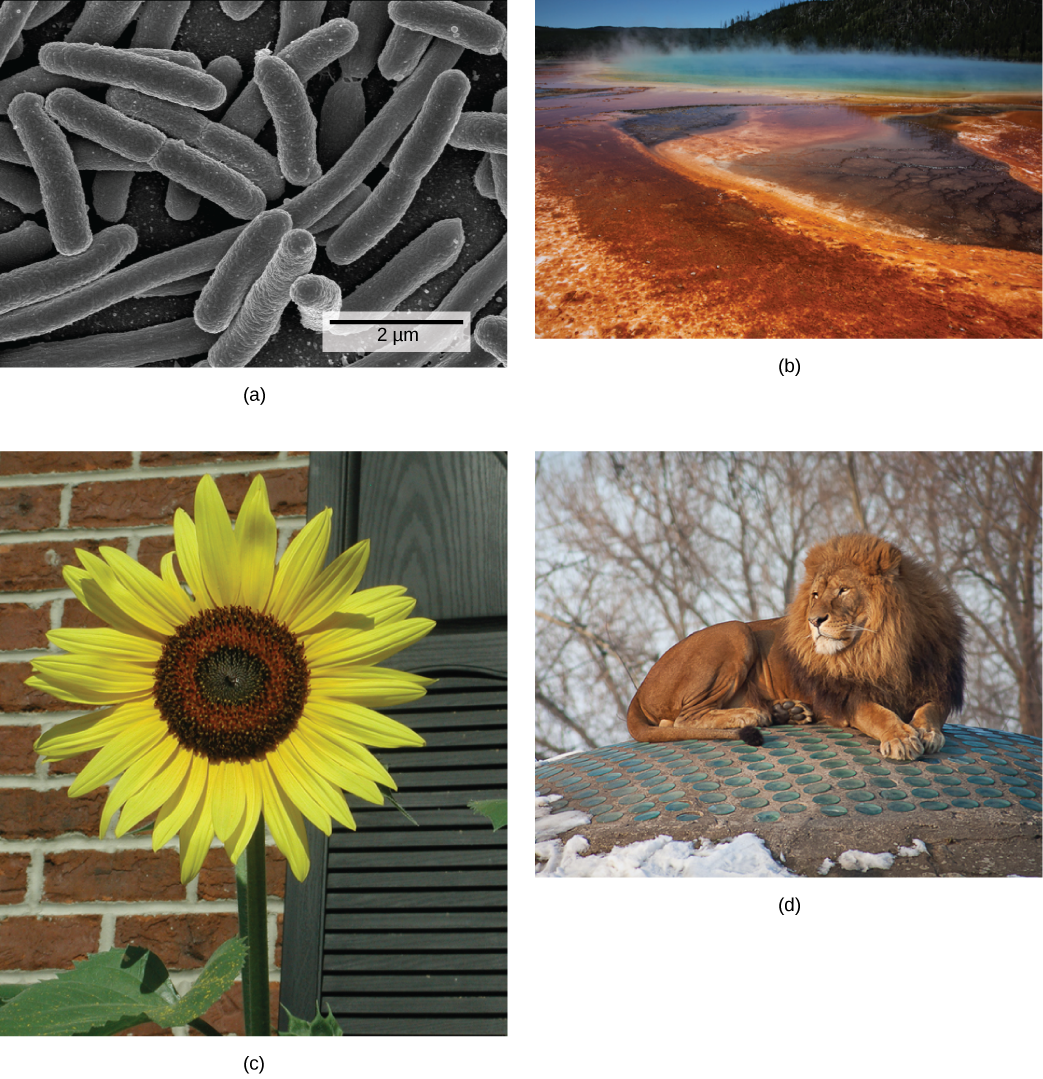 There are four photos shown.  The first photo is a micrograph, showing tubelike bacterial.  The second photo shows a steaming body of water, refered to as a hot vent.  Some of the water is a typical blue, while the outer edges are rust colored.  The third picture shows a tall sunflower, with a thick stem and bright yellow petals.  The fourth photo shows a muscular lion that has a thick mane of hair around its neck and head.