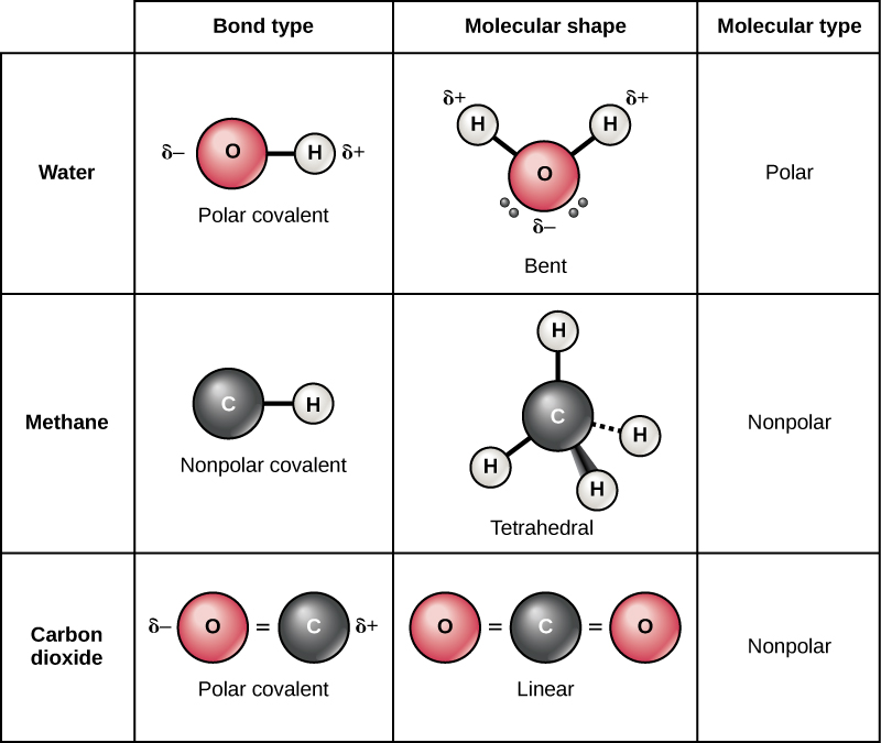 Table compares water, methane and carbon dioxide molecules. In water, oxygen has a stronger pull on electrons than hydrogen resulting in a polar covalent O-H bond. Likewise in carbon dioxide the oxygen has a stronger pull on electrons than carbon and the bond is polar covalent. However, water has a bent shape because two lone pairs of electrons push the hydrogen atoms together so the molecule is polar. By contrast carbon dioxide has two double bonds that repel each other, resulting in a linear shape. The polar bonds in carbon dioxide cancel each other out, resulting in a nonpolar molecule. In methane, the bond between carbon and hydrogen is nonpolar and the molecule is a symmetrical tetrahedron with hydrogens spaced as far apart as possible on the three-dimensional sphere. Since methane is symmetrical with nonpolar bonds, it is a nonpolar molecule.