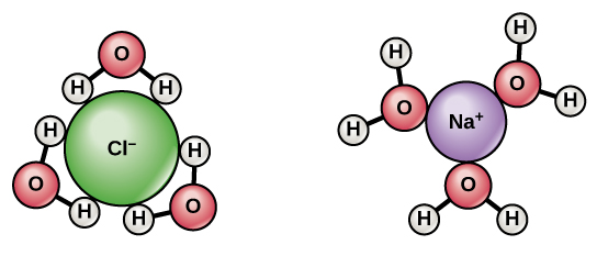 When sodium chloride dissolves in water, the positively charged sodium ions interact with the oxygen of water, and the negatively charged chlorine ions interact with the hydrogen of water.