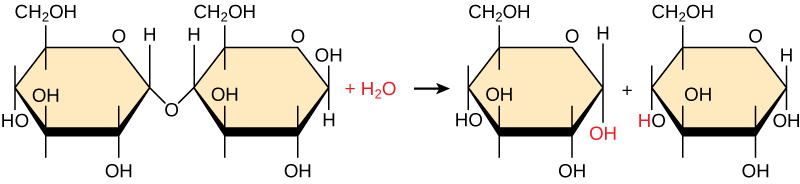 Shown is the breakdown of maltose to form two glucose monomers. Water is a reactant.  The water molecule, upper case H subscript 2 baseline upper case O, breaks apart, with upper O upper H obtained by one of the glucose molecules, and upper H obtained by the second glucose molecule.