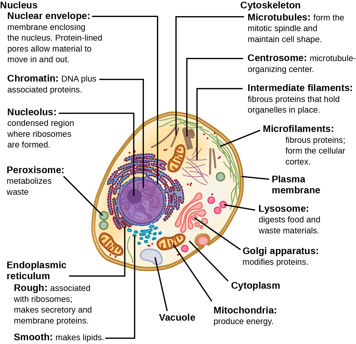 Part a: This illustration shows a typical eukaryotic animal cell, which is egg shaped. The fluid inside the cell is called the cytoplasm, and the cell is surrounded by a cell membrane. The nucleus takes up about one-half the width of the cell. Inside the nucleus is the chromatin, which is composed of DNA and associated proteins. A region of the chromatin is condensed into the nucleolus, a structure where ribosomes are synthesized. The nucleus is encased in a nuclear envelope, which is perforated by protein-lined pores that allow entry of material into the nucleus. The nucleus is surrounded by the rough and smooth endoplasmic reticulum, or ER. The smooth ER is the site of lipid synthesis. The rough ER has embedded ribosomes that give it a bumpy appearance. It synthesizes membrane and secretory proteins. In addition to the ER, many other organelles float inside the cytoplasm. These include the Golgi apparatus, which modifies proteins and lipids synthesized in the ER. The Golgi apparatus is made of layers of flat membranes. Mitochondria, which produce food for the cell, have an outer membrane and a highly folded inner membrane. Other, smaller organelles include peroxisomes that metabolize waste, lysosomes that digest food, and vacuoles. Ribosomes, responsible for protein synthesis, also float freely in the cytoplasm and are depicted as small dots. The last cellular component shown is the cytoskeleton, which has four different types of components: microfilaments, intermediate filaments, microtubules, and centrosomes. Microfilaments are fibrous proteins that line the cell membrane and make up the cellular cortex. Intermediate filaments are fibrous proteins that hold organelles in place. Microtubules form the mitotic spindle and maintain cell shape. Centrosomes are made of two tubular structures at right angles to one another. They form the microtubule-organizing center.
