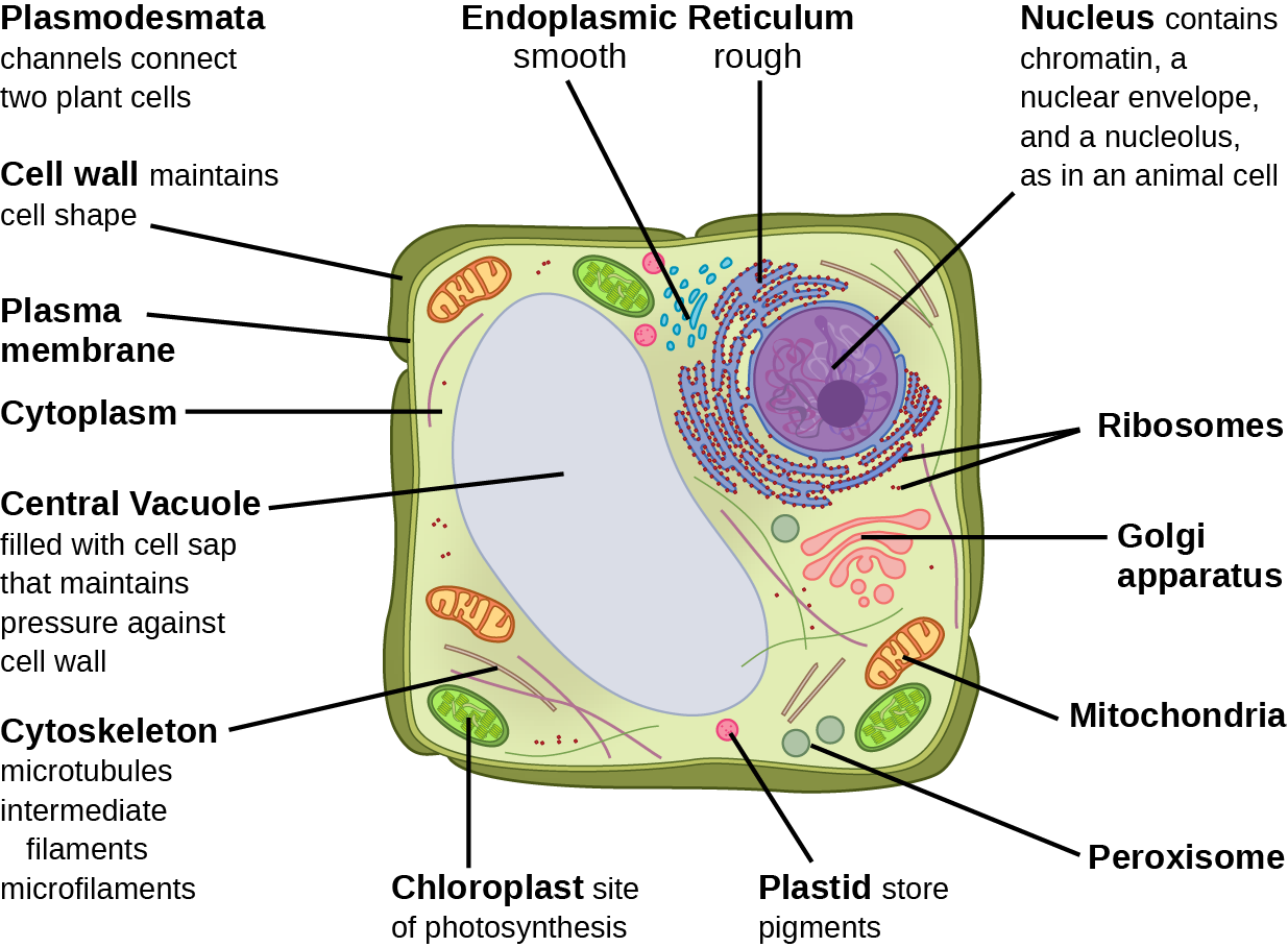 Part b: This illustration depicts a typical eukaryotic plant cell. The nucleus of a plant cell contains chromatin and a nucleolus, the same as an animal cell. Other structures that the plant cell has in common with the animal cell include rough and smooth endoplasmic reticulum, the Golgi apparatus, mitochondria, peroxisomes, and ribosomes. The fluid inside the plant cell is called the cytoplasm, just as it is in an animal cell. The plant cell has three of the four cytoskeletal components found in animal cells: microtubules, intermediate filaments, and microfilaments. Plant cells do not have centrosomes. Plant cells have four structures not found in animals cells: chloroplasts, plastids, a central vacuole, and a cell wall. Chloroplasts are responsible for photosynthesis; they have an outer membrane, an inner membrane, and stack of membranes inside the inner membrane. The central vacuole is a very large, fluid-filled structure that maintains pressure against the cell wall. Plastids store pigments. The cell wall is outside the cell membrane.