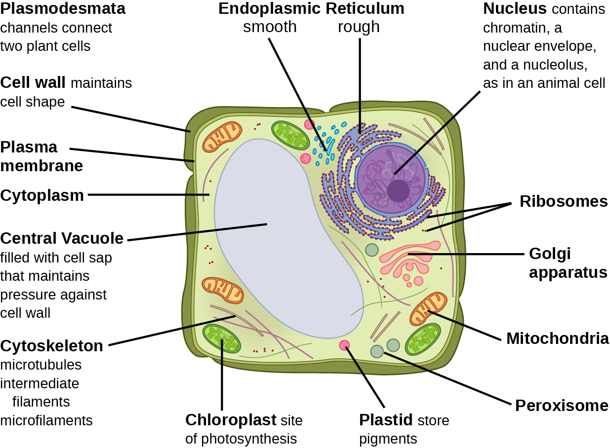 eukaryotic-cells-biology-2e