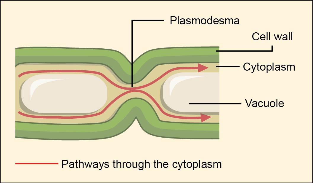 This illustration shows two plant cells side-by-side. A gap in the cell wall, a plasmodesma, allows fluid and small molecules to pass from the cytoplasm of one cell to the cytoplasm of the other.