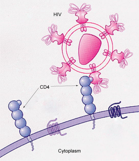 This illustration shows the plasma membrane of a T cell. C D 4 receptors extend from the membrane into the extracellular space. The H I V virus recognizes part of the C D 4 receptor and attaches to it.
