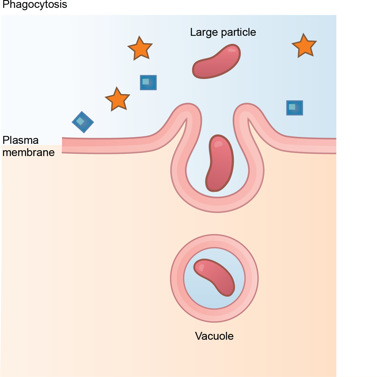 This illustration shows a plasma membrane forming a pocket around a particle in the extracellular fluid. The membrane subsequently engulfs the particle, which becomes trapped in a vacuole.