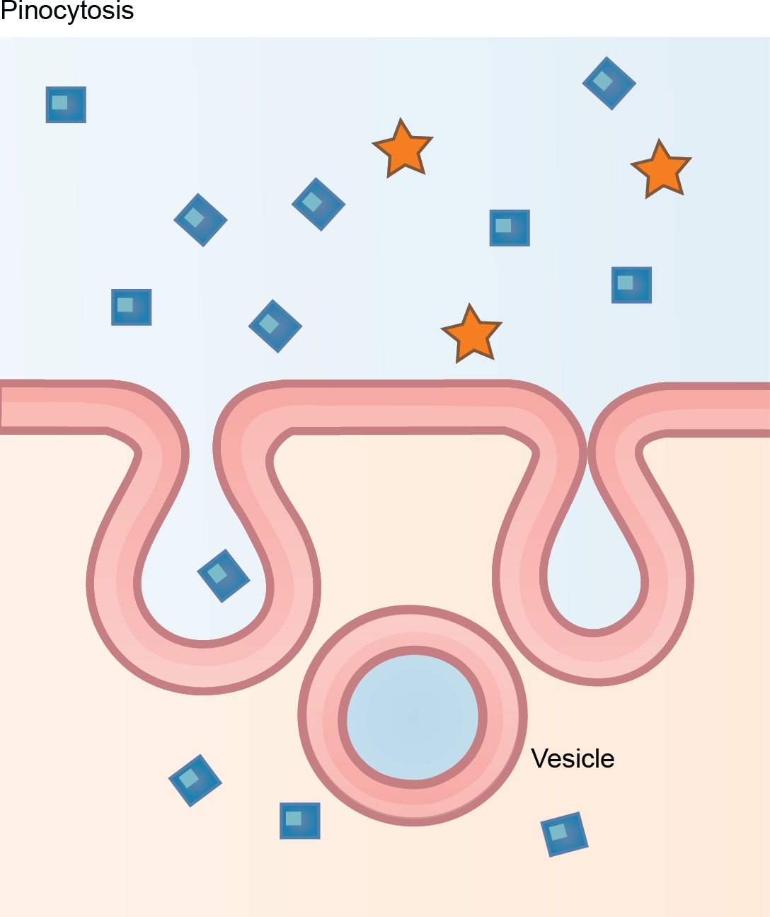This illustration shows a plasma membrane forming a pocket around fluid in the extracellular fluid. The membrane subsequently engulfs the fluid, which becomes trapped in a vacuole.