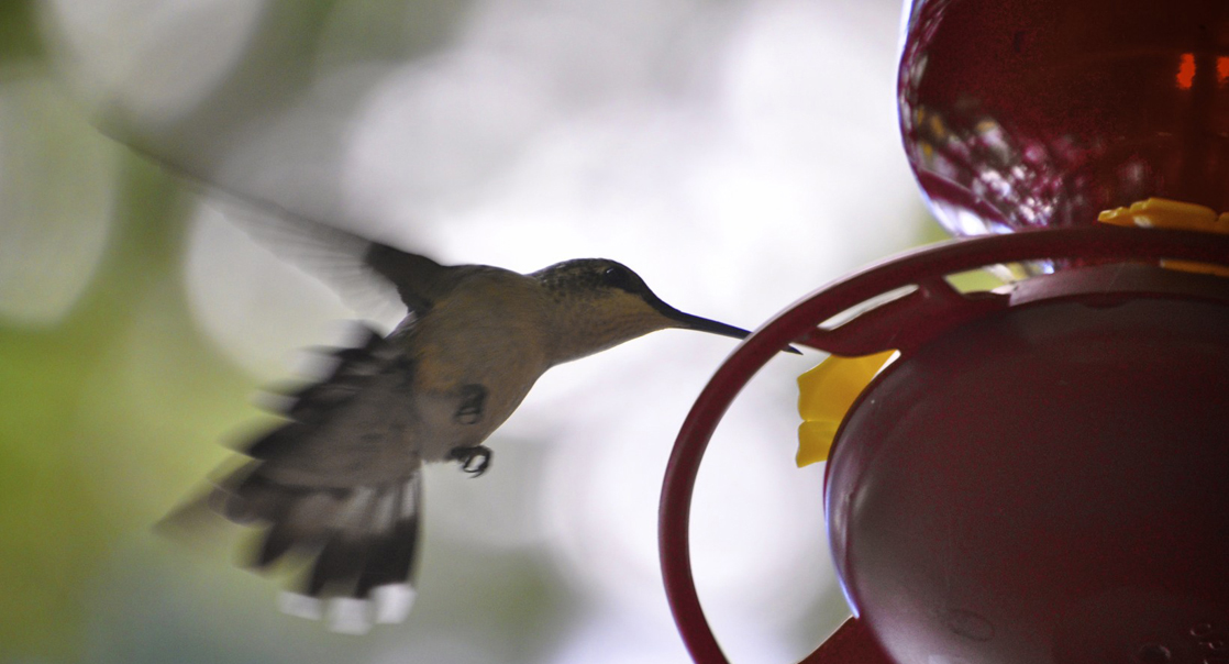In this photo, a hummingbird drinks from a feeder.
