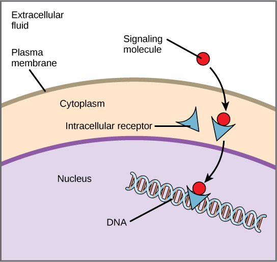 This illustration shows a hydrophobic signaling molecule that diffuses across the plasma membrane and binds an intracellular receptor in the cytoplasm. The intracellular receptor-signaling molecule complex then travels to the nucleus and binds D N A.