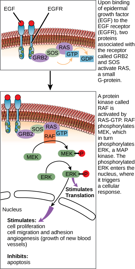 This illustration shows the epidermal growth factor receptor, which is embedded in the plasma membrane. Upon binding of a signaling molecule to the receptors extracellular domain, the receptor dimerizes, and intracellular residues are phosphorylated. Phosphorylation of the receptor triggers the phosphorylation of a protein called M E K by R A F. M E K, in turn, phosphorylates E R K. E R K stimulates protein translation in the cytoplasm, and transcription in the nucleus. Activation of E R K stimulates cell proliferation, cell migration and adhesion, and angiogenesis; growth of new blood vessels. E R K inhibits apoptosis.