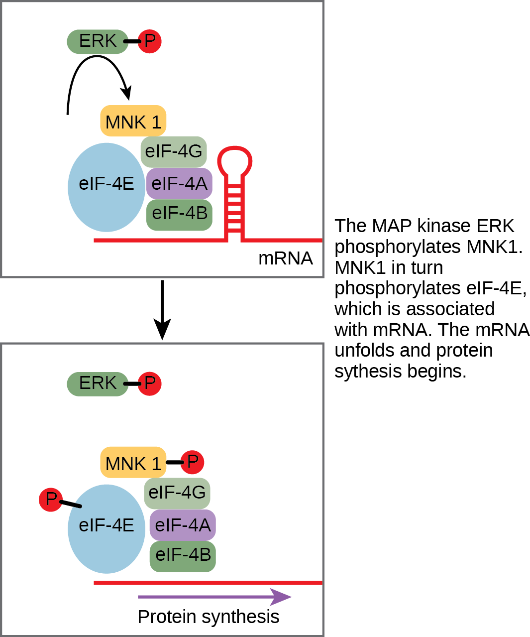 This illustration shows the pathway by which E R K, a M A P kinase, activates protein synthesis. Phosphorylated E R K phosphorylates M N K 1, which in turn phosphorylates lower e upper I upper F dash 4 E, which is associated with lower m upper R upper N upper A. When lower e upper I upper F dash 4 E is phosphorylated, the m R N A unfolds and protein synthesis begins.