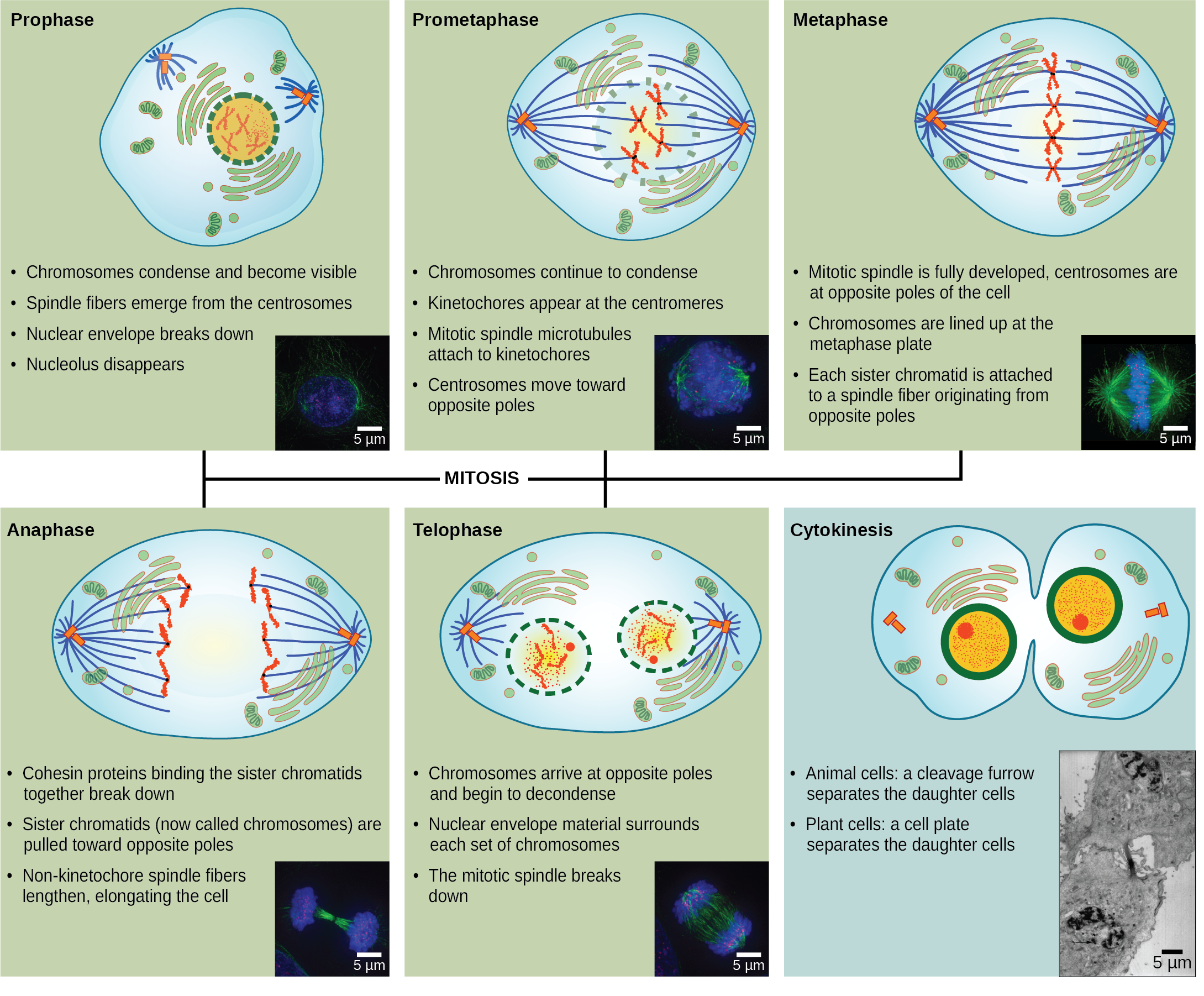 The Cell Cycle Biology 2e