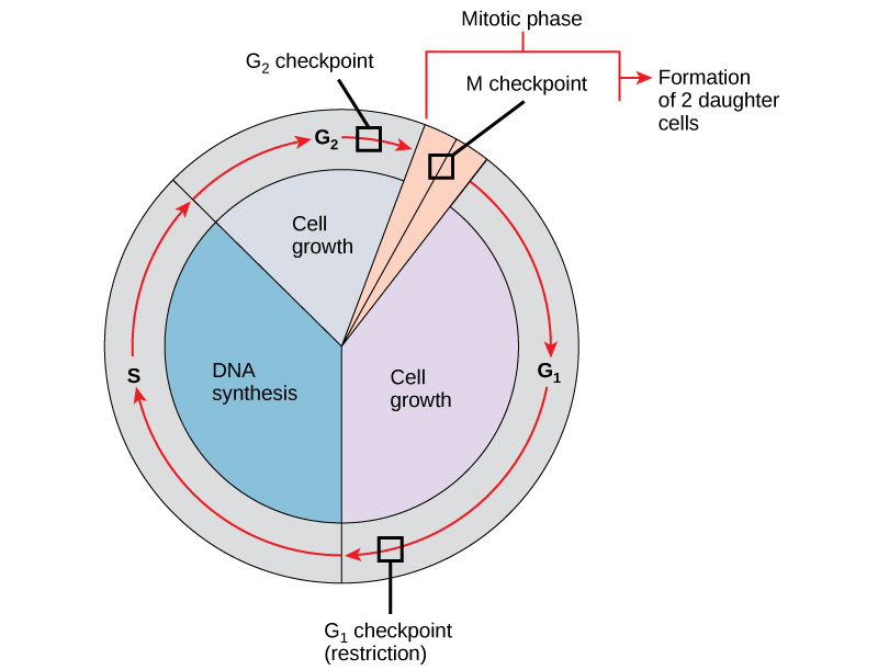 This illustration shows the three major checkpoints of the cell cycle: G subscript 1 baseline checkpoint restriction; G subscript 2 baseline checkpoint , and M checkpoint, mitotic phase.