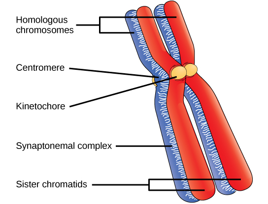 This illustration depicts two pairs of sister chromatids joined together to form homologous chromosomes. The chromatids are pinched together at the centromere and held together by the kinetochore. A protein lattice called a synaptonemal complex fuses the homologous chromosomes together along their entire length.