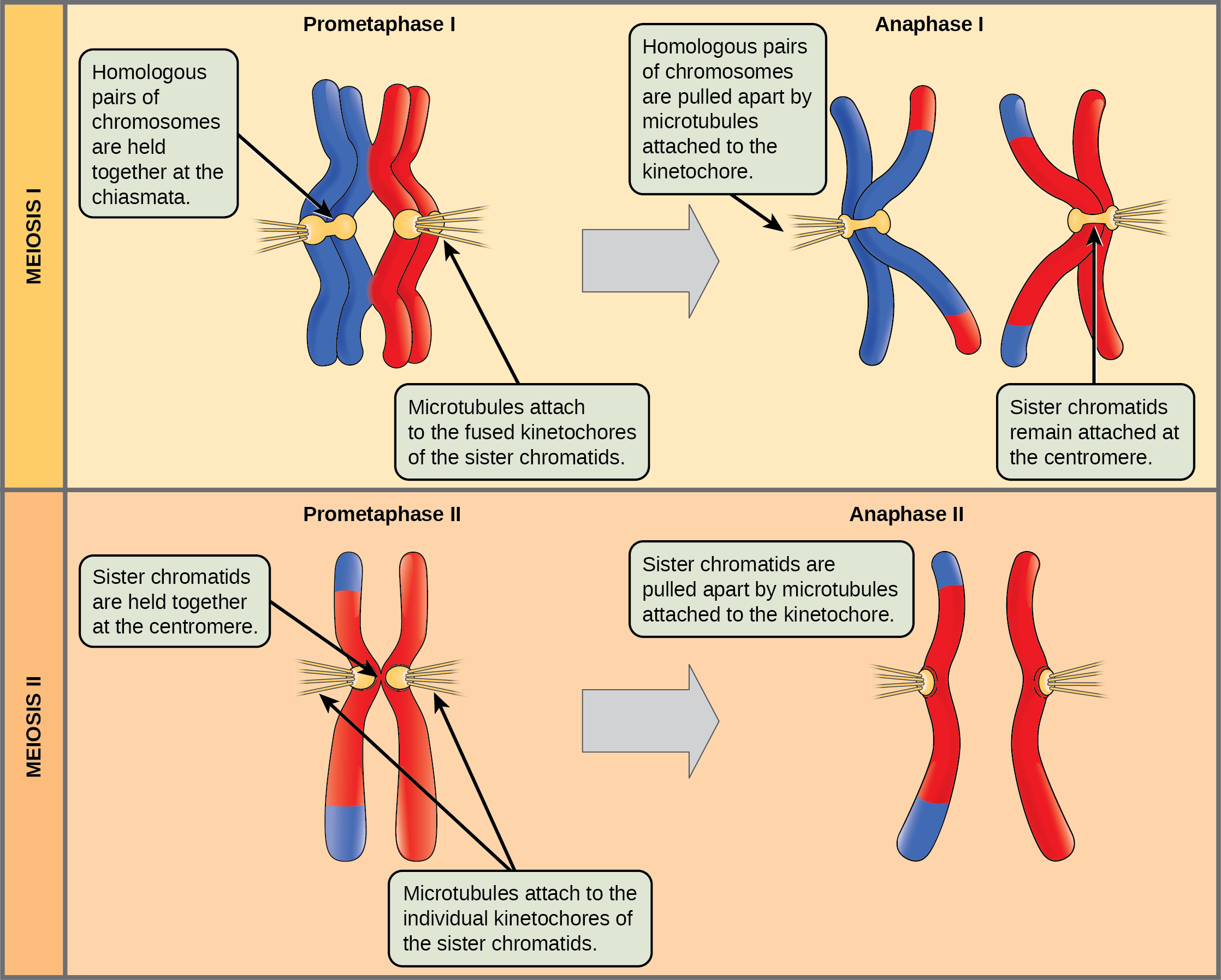 This illustration compares chromosome alignment in meiosis I and meiosis II. In prometaphase I, homologous pairs of chromosomes are held together by chiasmata. In anaphase I, the homologous pair separates and the connections at the chiasmata are broken, but the sister chromatids remain attached at the centromere. In prometaphase II, the sister chromatids are held together at the centromere. In anaphase II, the centromere connections are broken and the sister chromatids separate.