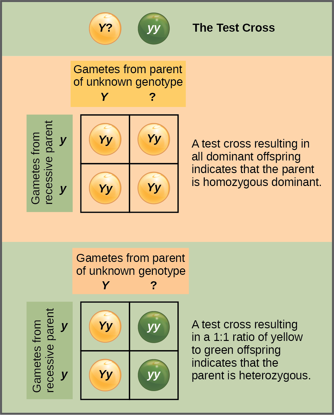 In a test cross, a parent with a dominant phenotype but unknown genotype is crossed with a recessive parent. If the parent with the unknown phenotype is homozygous dominant, all of the resulting offspring will have at least one dominant allele. If the parent with the unknown phenotype is heterozygous, fifty percent of the offspring will inherit a recessive allele from both parents and will have the recessive phenotype.