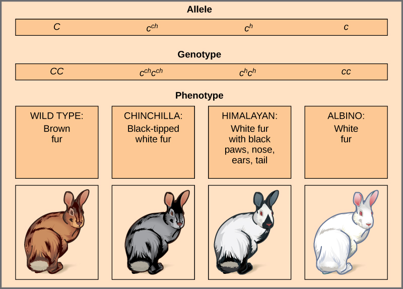 This illustration shows the four different variants for coat color in rabbits at the c allele. The genotype upper case C upper case C produces the wild type phenotype, which is brown. The genotype lower case c superscript c h baseline upper case c superscript c h baseline produces the chinchilla phenotype, which is black-tipped white fur. The genotype lower case c superscript h baseline, lower case c superscript h baseline, produces the Himalayan phenotype, which is white on the body and black on the extremities. The genotype lower case c lower case c produces the recessive phenotype, which is white.
