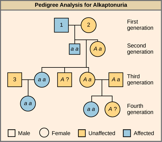 This is a pedigree of a family that carries the recessive disorder alkaptonuria. In the second generation, an unaffected mother and an affected father have three children. One child has the disorder, so the genotype of the mother must be upper case A lower case a, and the genotype of the father is lower case a lower casea. One unaffected child goes on to have two children, one affected and one unaffected. Because her husband was not affected, she and her husband must both be heterozygous. The genotype of their unaffected child is unknown, and is designated upper A question mark. In the third generation, the other unaffected child had no offspring, and his genotype is therefore also unknown. The affected third-generation child goes on to have one child with the disorder. Her husband is unaffected and is labeled 3. The first generation father is affected and is labeled 1; The first generation mother is unaffected and is labeled 2 The Visual Connection question asks the genotype of the three numbered individuals.