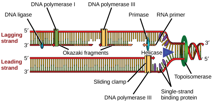Illustration shows the replication fork. Helicase unwinds the helix, and single-strand binding proteins prevent the helix from re-forming. Topoisomerase prevents the D N A from getting too tightly coiled ahead of the replication fork. D N A primase forms an R N A primer, and D N A polymerase extends the D N A strand from the R N A primer. D N A synthesis occurs only in the 5 prime to 3 prime direction. On the leading strand, D N A synthesis occurs continuously. On the lagging strand, D N A synthesis restarts many times as the helix unwinds, resulting in many short fragments called Okazaki fragments. D N A ligase joins the Okazaki fragments together into a single D N A molecule.