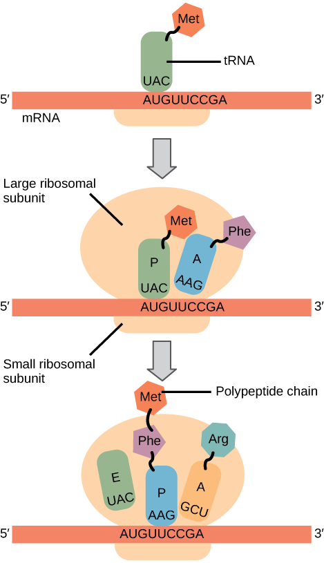 Illustration shows the steps of protein synthesis. First, the initiator tRNA recognizes the sequence AUG on an mRNA that is associated with the small ribosomal subunit. The large subunit then joins the complex. Next, a second tRNA is recruited at the A site. A peptide bond is formed between the first amino acid, which is at the P site, and the second amino acid, which is at the A site. The mRNA then shifts and the first tRNA is moved to the E site, where it dissociates from the ribosome. Another tRNA binds at the A site, and the process is repeated.