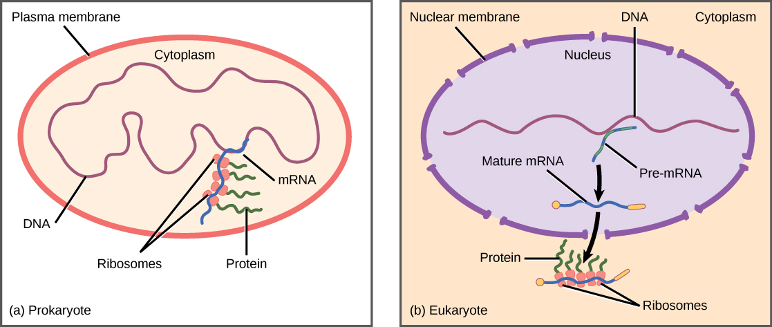 Prokaryotic cells do not have a nucleus, and D N A is located in the cytoplasm. Ribosomes attach to the m R N A as it is being transcribed from D N A. Thus, transcription and translation occur simultaneously. In eukaryotic cells, the D N A is located in the nucleus, and ribosomes are located in the cytoplasm. After being transcribed, pre m R N A is processed in the nucleus to make the mature mRNA, which is then exported to the cytoplasm where ribosomes become associated with it and translation begins.