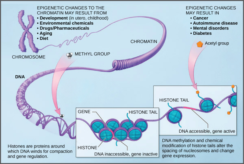 Illustration shows a chromosome that is partially unraveled and magnified, revealing histone proteins wound around the D N A double helix. Histones are proteins around which DNA winds for compaction and gene regulation. Methylation of D N A and chemical modification of histone tails are known as epigenetic changes. Epigenetic changes alter the spacing of nucleosomes and change gene expression. Epigenetic changes may result from development, either in utero or in childhood, environmental chemicals, drugs, aging, or diet. Epigenetic changes may result in cancer, autoimmune disease, mental disorders, and diabetes.