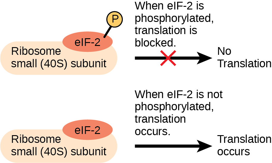 The lower case e lower case I upper case F dash 2 protein is a translation factor that binds to the small 40 S ribosome subunit. When e I F dash 2 is phosphorylated, translation is blocked.
