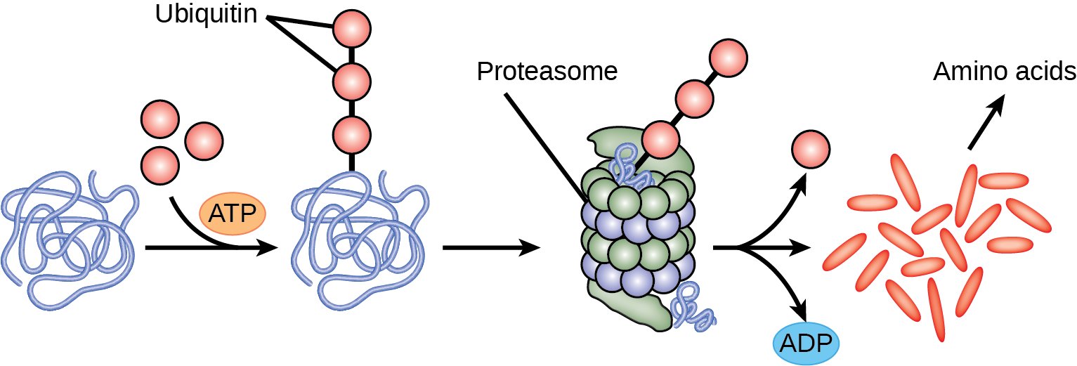 Multiple ubiquitin groups combine to bind to a protein. The tagged protein is then fed into the hollow tube of a proteasome. The proteasome degrades the protein. This produces ADP and amino acids, and the ubiquitin is also released.