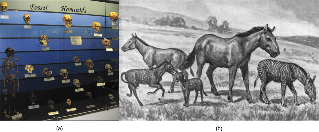 Photo A shows a museum display of hominid skulls that vary in size and shape. Illustration B shows five extinct species related and similar in appearance to the modern horse. The species vary in size from that of a modern horse to that of a medium-sized dog.