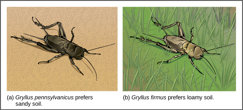 Illustration A shows the black Gryllus pennsylvanicus cricket on sandy soil, and illustration B shows the beige Gryllus firmus cricket in grass.
