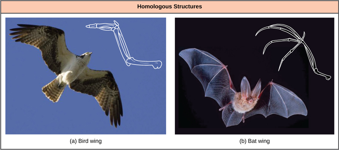 Photo a shows a bird in flight with a corresponding drawing of a bird wing. Photo b is a bat in flight with a corresponding drawing of a bat wing. Both the bird wing and the bat wing share common bones, analogous to the bones in the arms and fingers of humans. However, in the bat wing, the finger bones are long and separate and form a scaffolding on which the wing's membrane is stretched. In the bird wing, the finger bones are short and fused together at the front of the wing.