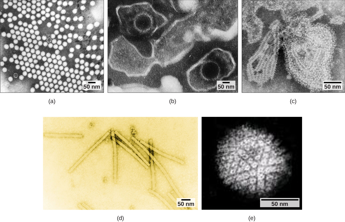 Micrograph a shows icosahedral polioviruses arranged in a grid; micrograph b shows two Epstein-Barr viruses with icosahedral capsids encased in an oval membrane; micrograph c shows a mumps virus capsid encased in an irregular membrane; micrograph d shows rectangular tobacco mosaic virus capsids; and micrograph e shows a spherical herpesvirus envelope studded with glycoproteins.