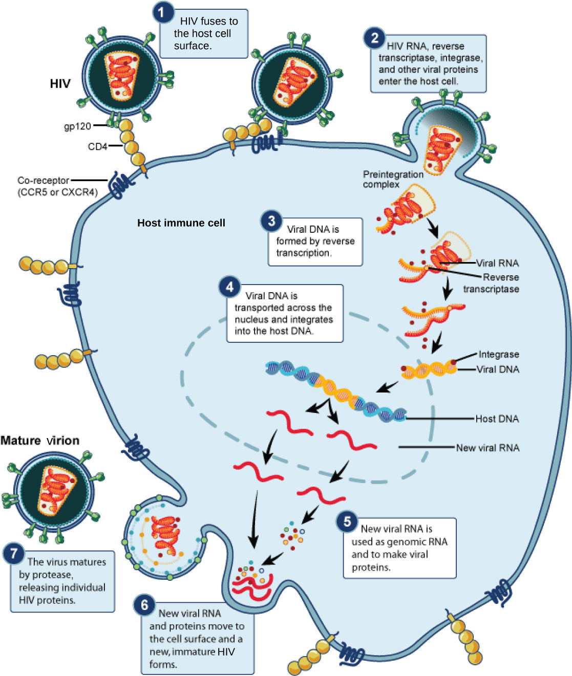 The illustration shows the steps in the H I V life cycle. In step 1, g p 120 glycoproteins in the viral envelope attach to a C D 4 receptor on the host cell membrane. The glycoproteins then attached to a co-receptor, C C R 5 or C X C R 4, and the viral envelope fuses with the cell membrane. H I V, R N A, reverse transcriptase, and other viral proteins are released into the host cell. Viral D N A is formed from R N A by reverse transcriptase. Viral D N A is then transported across the nuclear membrane, where it integrates into the host D N A. New viral R N A is made; it is used as genomic R N A and to make viral proteins. New viral R N A and proteins move to the cell surface and a new, immature H I V forms. The virus matures when a protease releases individual H I V proteins.